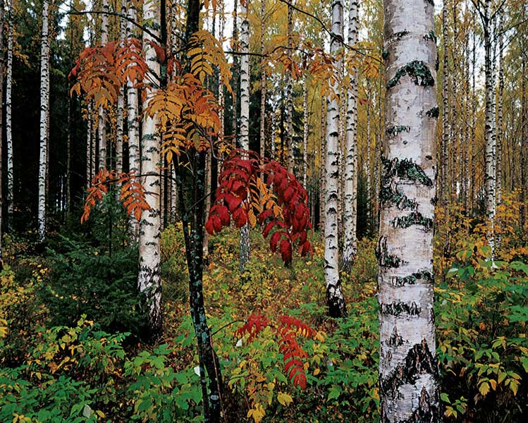 FINLAND fotografie