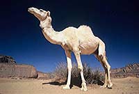 SAHARA fotografie