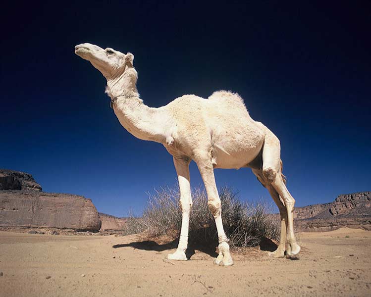 SAHARA fotografie