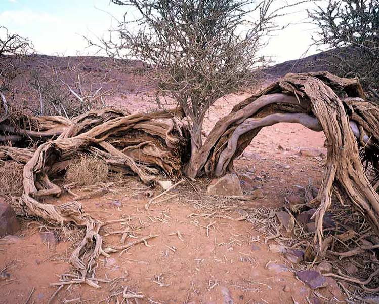 SAHARA fotografie